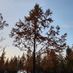 오후 운전 땡겨